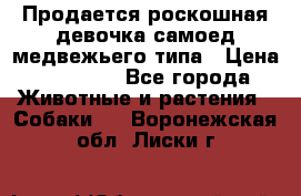 Продается роскошная девочка самоед медвежьего типа › Цена ­ 35 000 - Все города Животные и растения » Собаки   . Воронежская обл.,Лиски г.